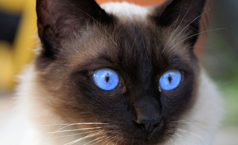 Siyam Kedisi Kedi almadan önce okuyun Evcil Cafe