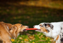 Kırma Köpek Cinsleri Nelerdir?
