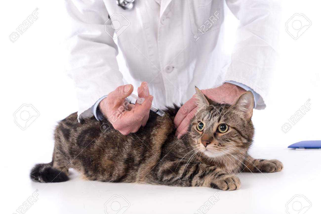 Kediniz, aşılar, periyodik sağlık kontrolleri Satin alma sahiplen!&hellip;