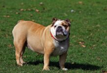 Safkan mı Yoksa Kırma mı Köpek Seçmeli? Köpekler kaç yıl yaşar