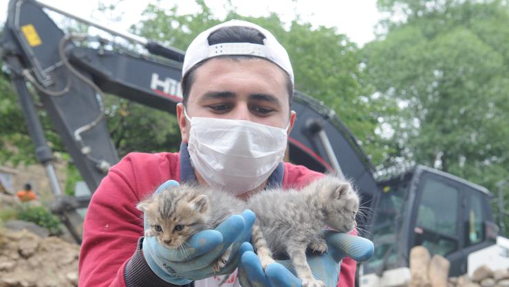 bingöl deprem enkaz kedi