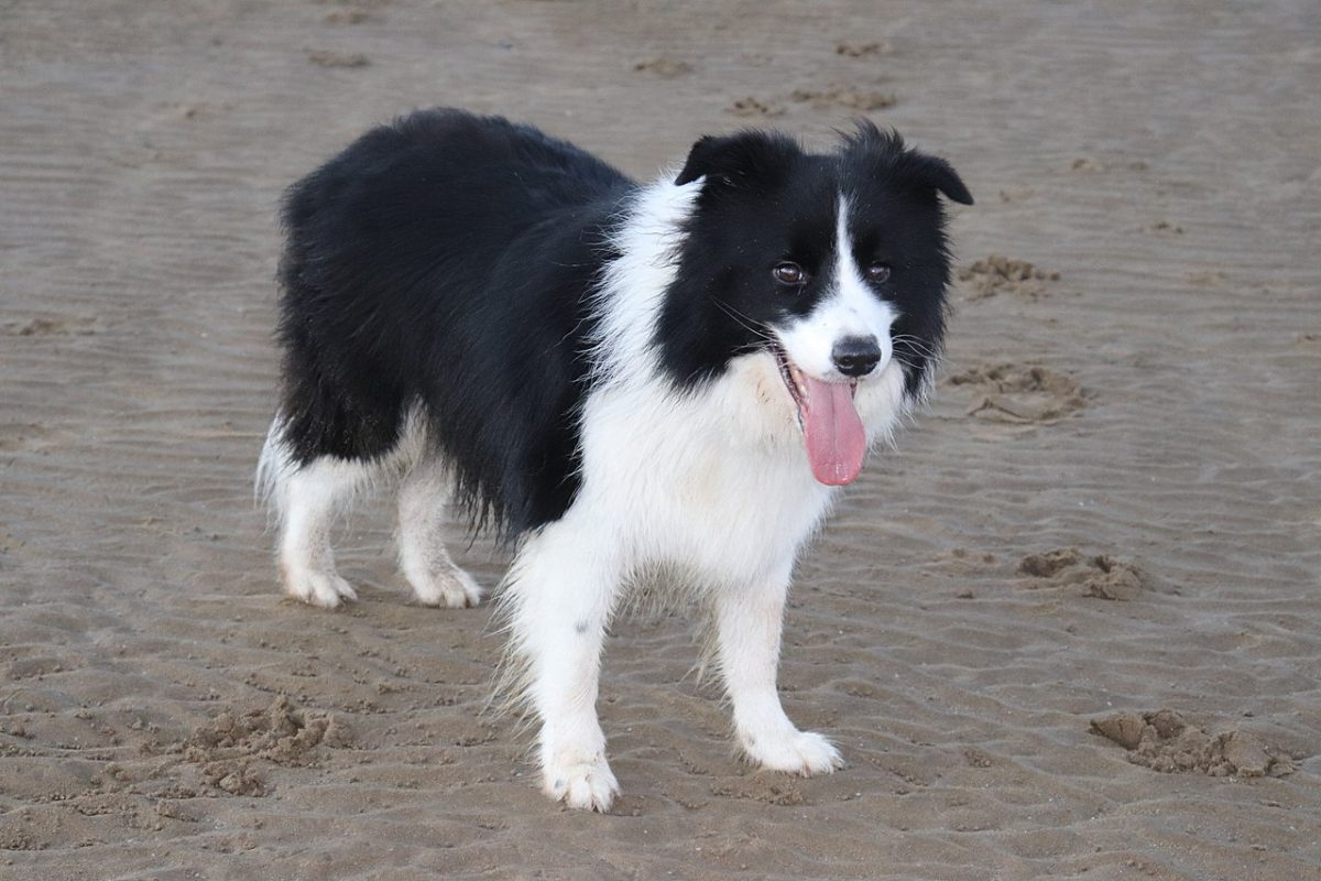 border collie köpek