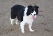 Kalitesiz Köpek Mamaları Kullanmayın! İşte Sağlığa Etkileri border collie köpek