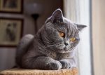 dişi british shorthair