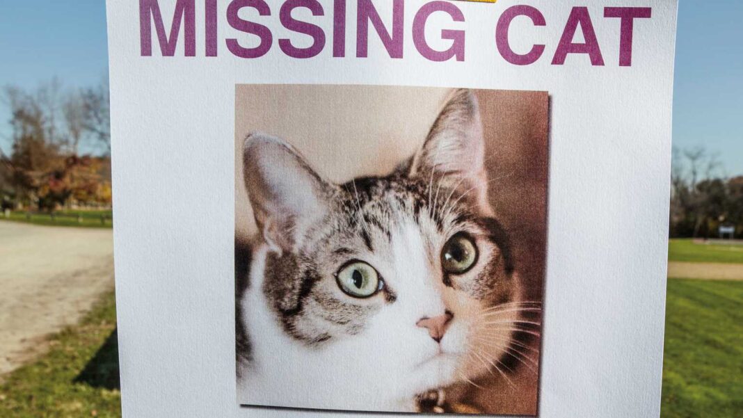 kayıp kedi nasıl bulunur