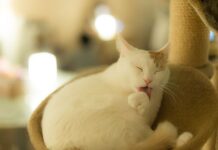 Kedi Nereden Sevilir? Kedinize Böyle Yaklaşmayı Deneyin!