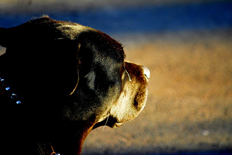köpek sahibi olmak için sebep