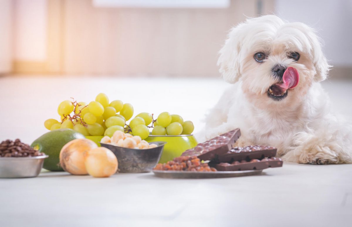 köpeklere zararlı yiyecekler