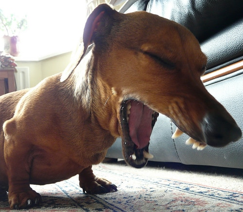 köpeğim öksürüyor