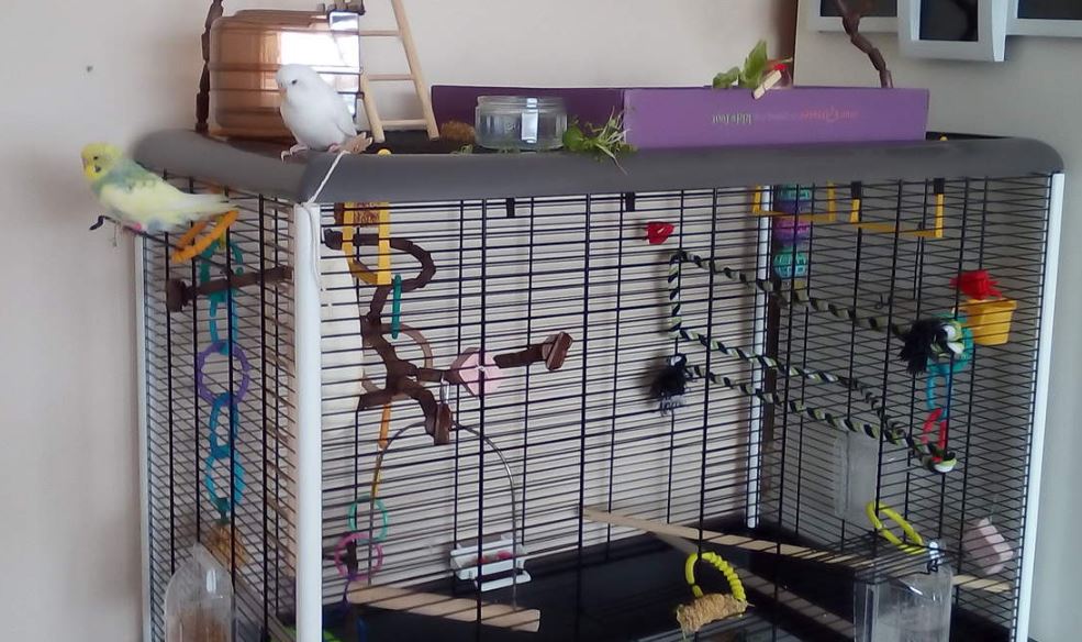 muhabbet kuşu kafesi