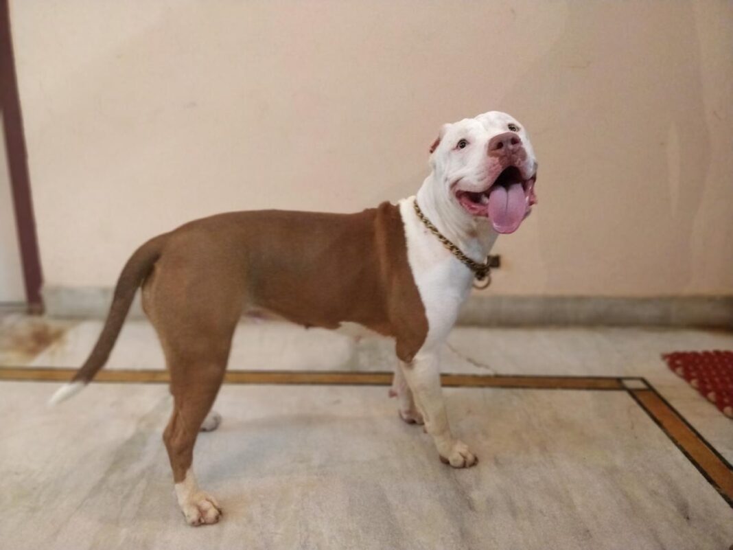 Amerikan pitbull teriyer