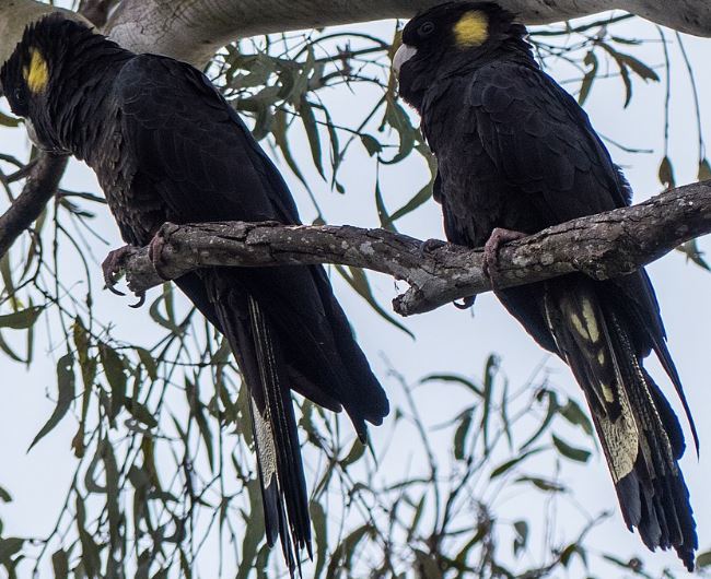 Sarı Kuyruklu Siyah Kakadu Papağanları