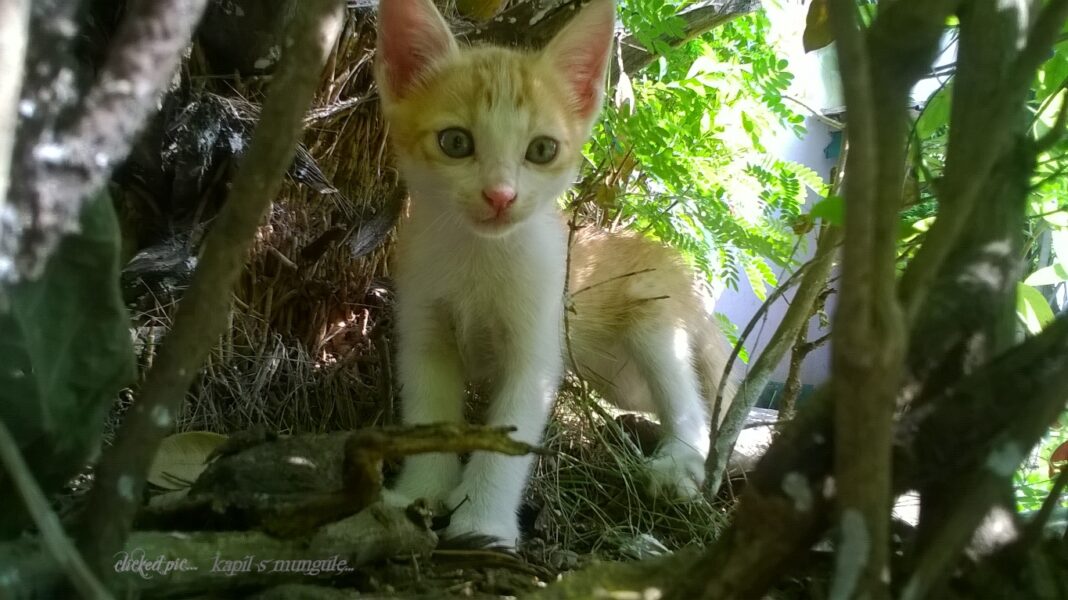 yavru kedimin nesi var