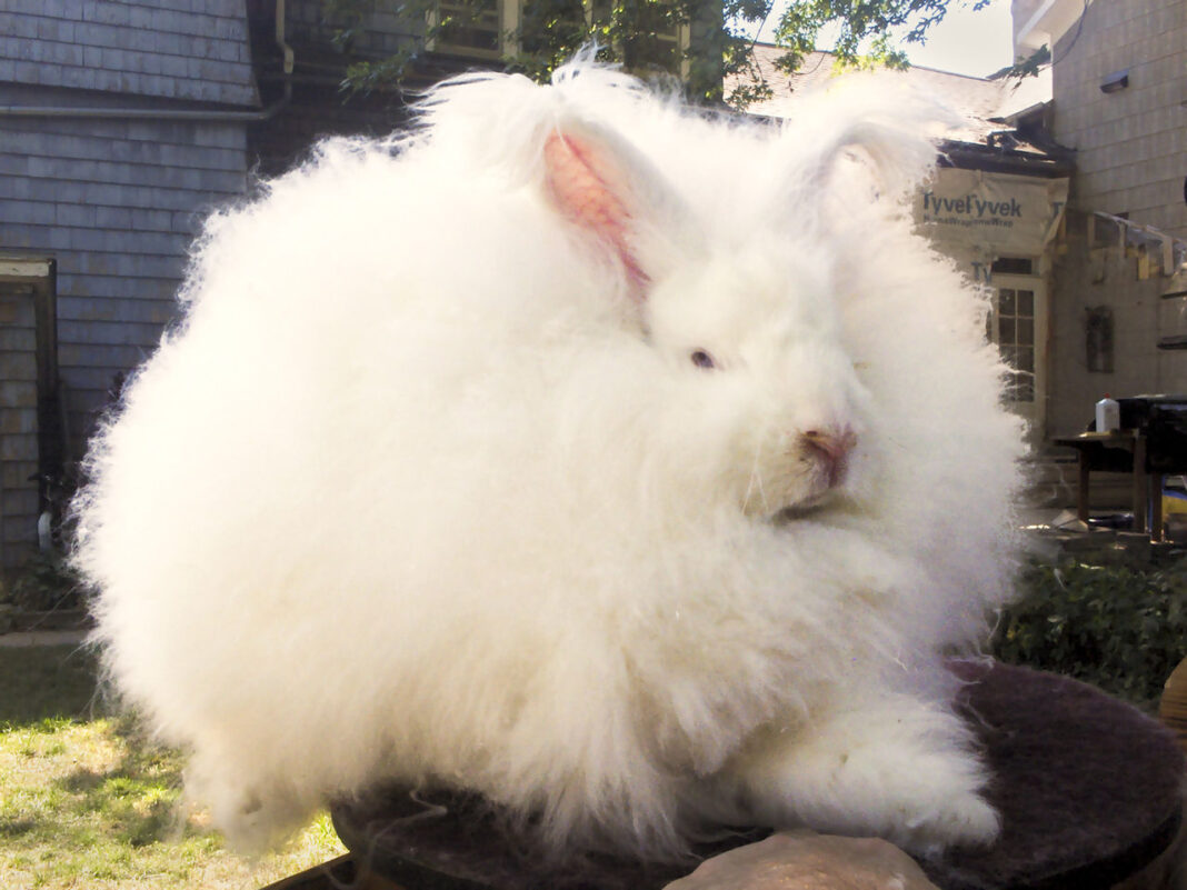 angora tavşanı