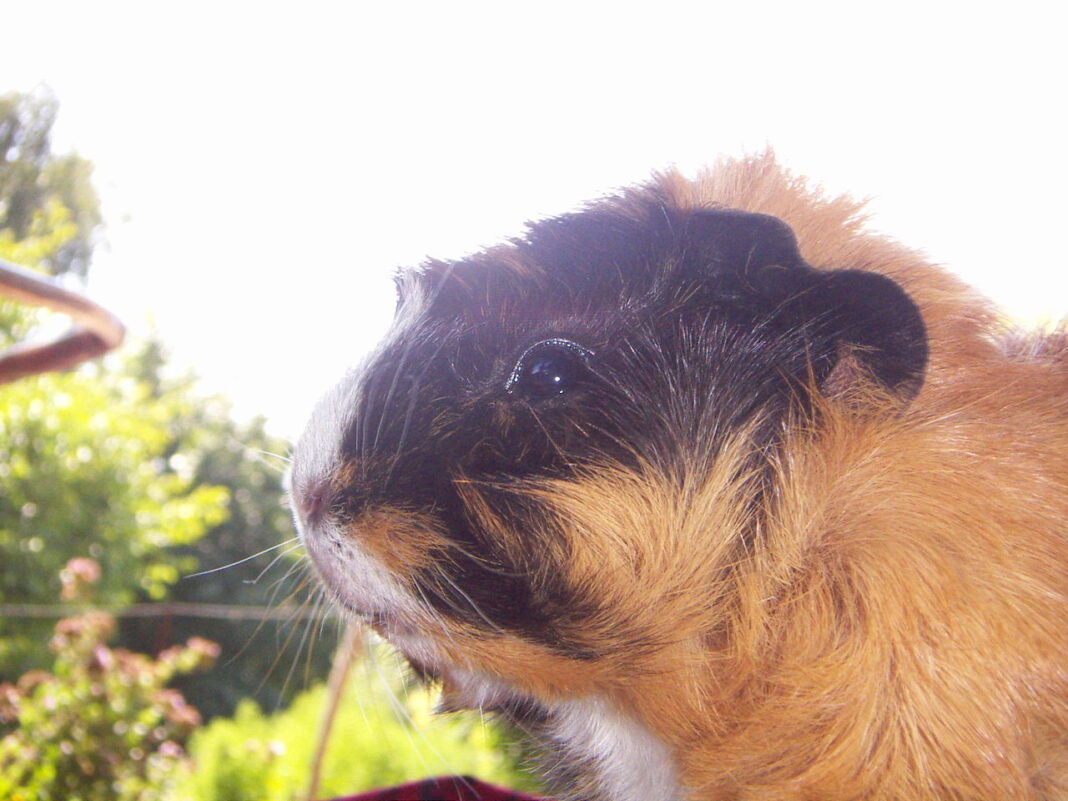 guinea pig