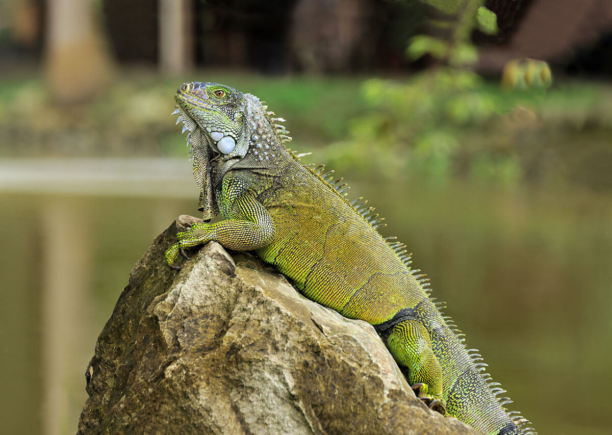 iguana genel özellikler