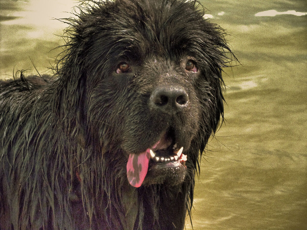 newfoundland köpek