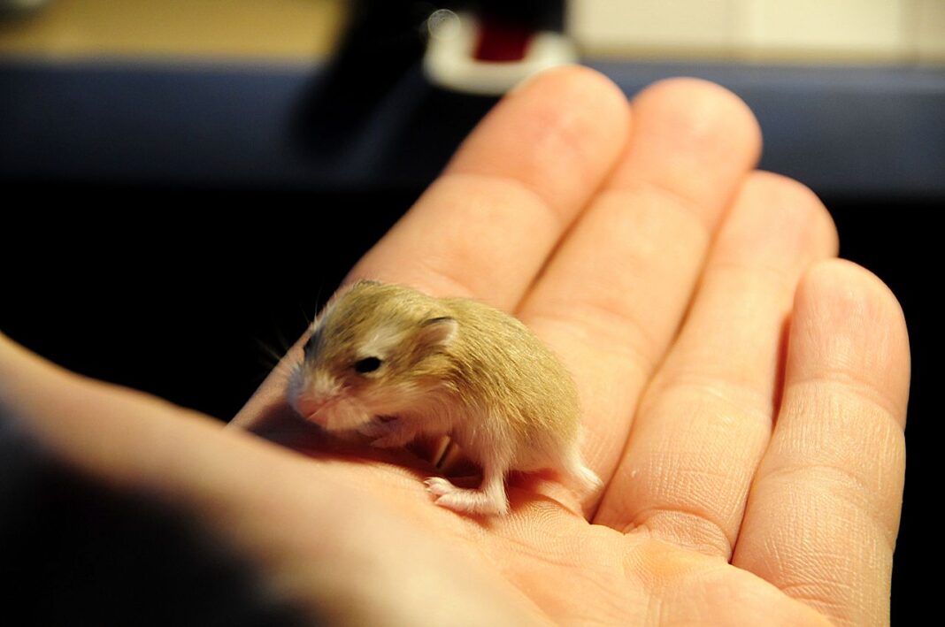 yavru hamster