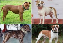 Alerji Yapmayan 10 Köpek Cinsi En Güçlü Köpekler