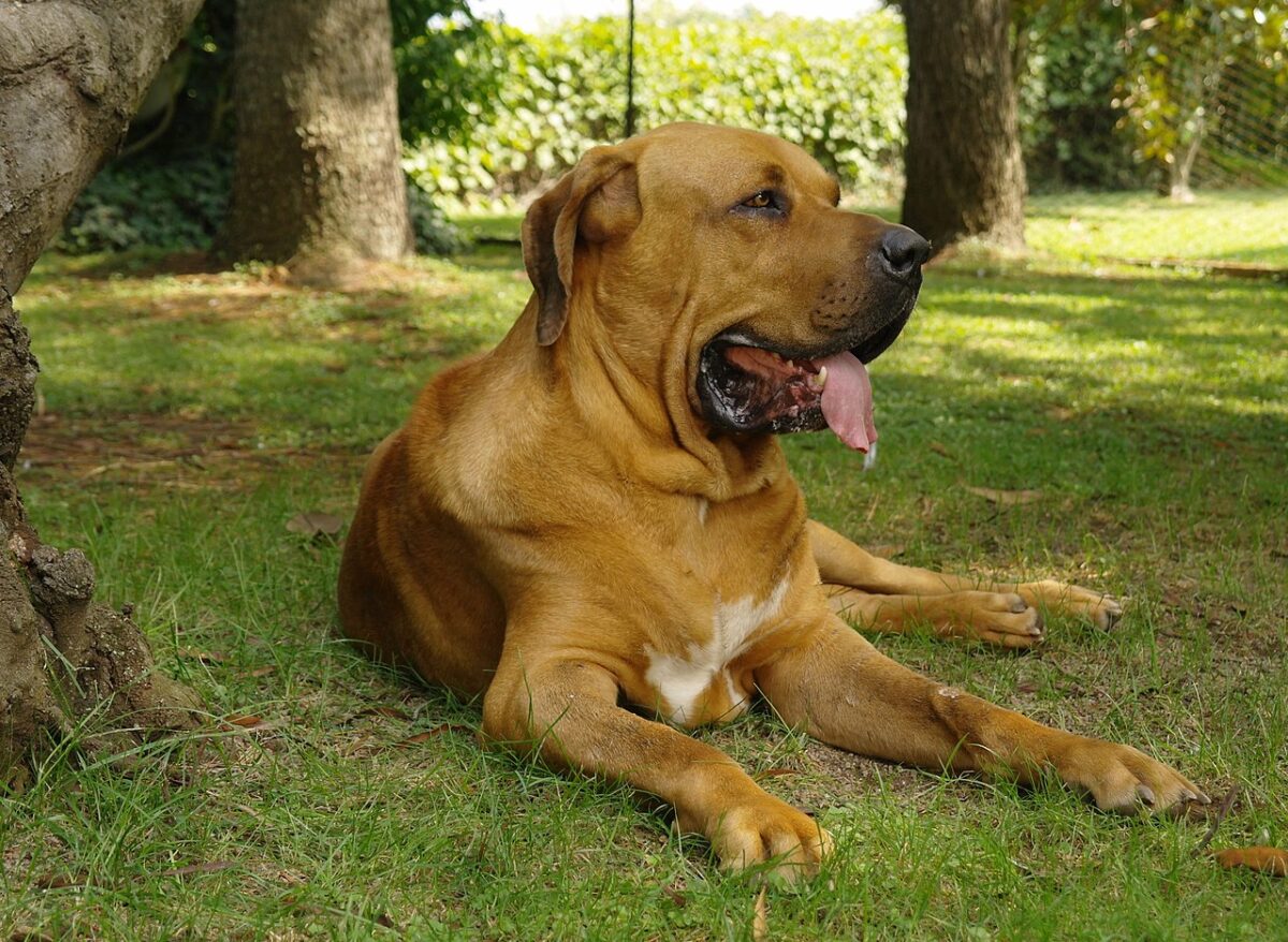 brasilian mastiff