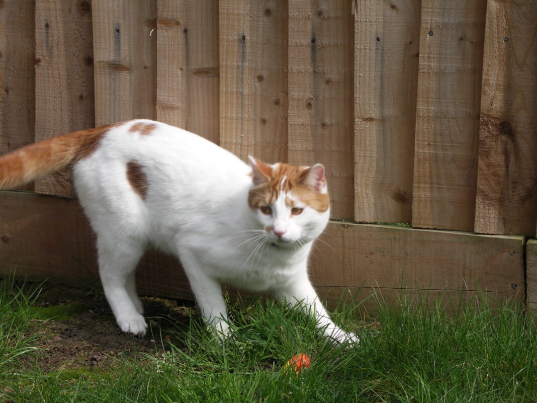 Kediler nelerden korkar