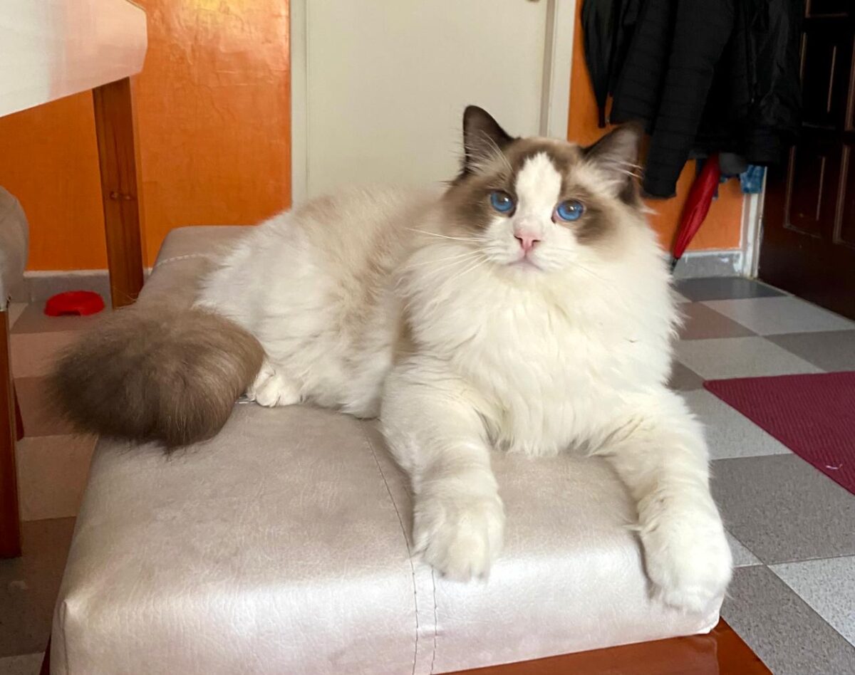 Kedi cinsleri - Ragdoll