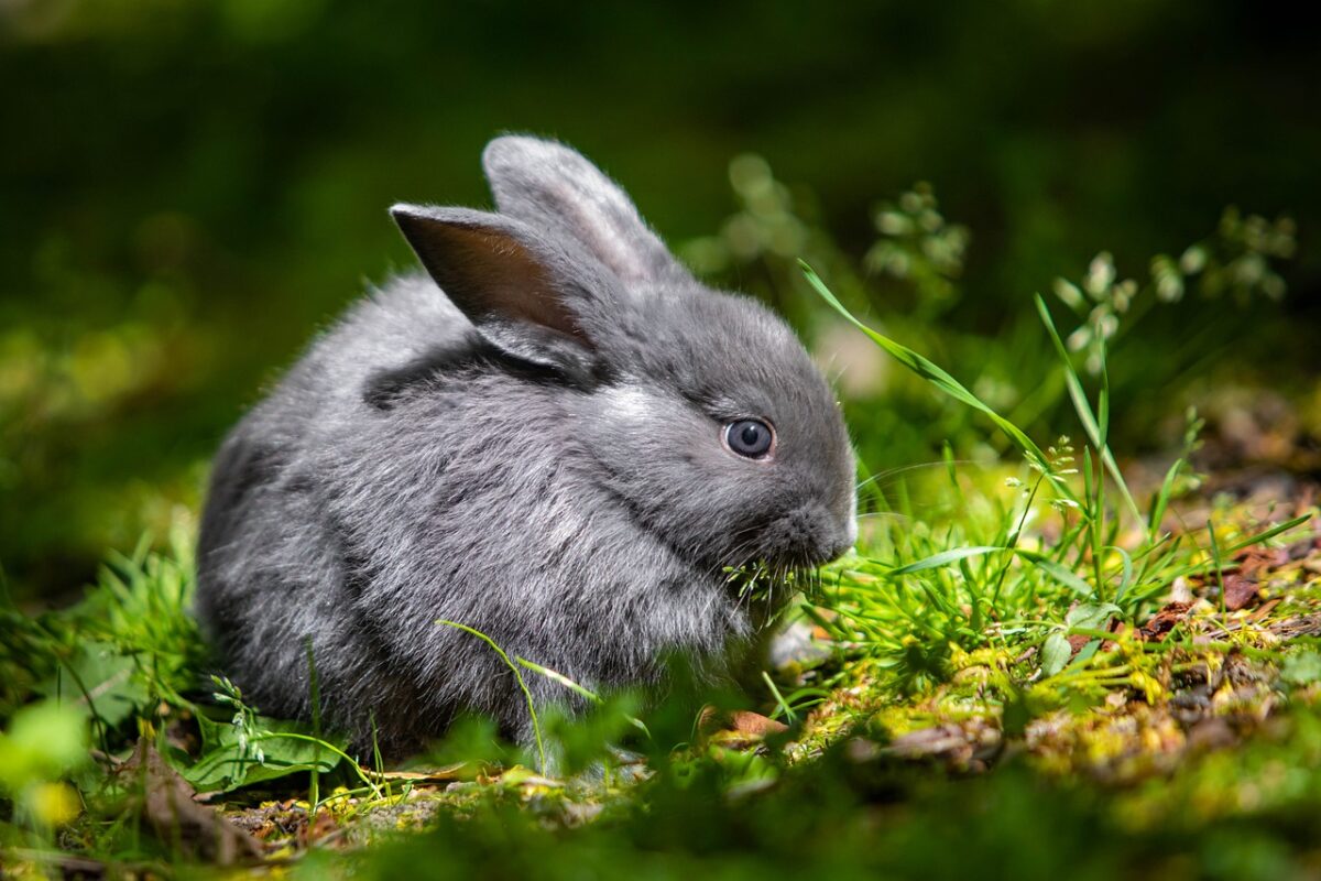 chinchilla-rabbit