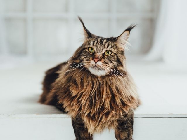 evcilcafe-maine-coon (3)