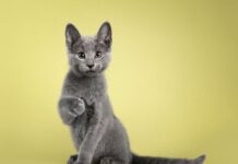 Kedi Özellikleri Nelerdir? Bilinmeyen 5 Özellik! evcilcafe-kedi-cinsleri (8)