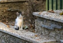 Kediler ve Uyku evcilcafe-kediler-fare-yer-mi (2)