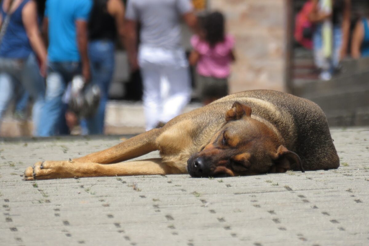 evcilcafe-köpekler-uyutulacak-mi (1)