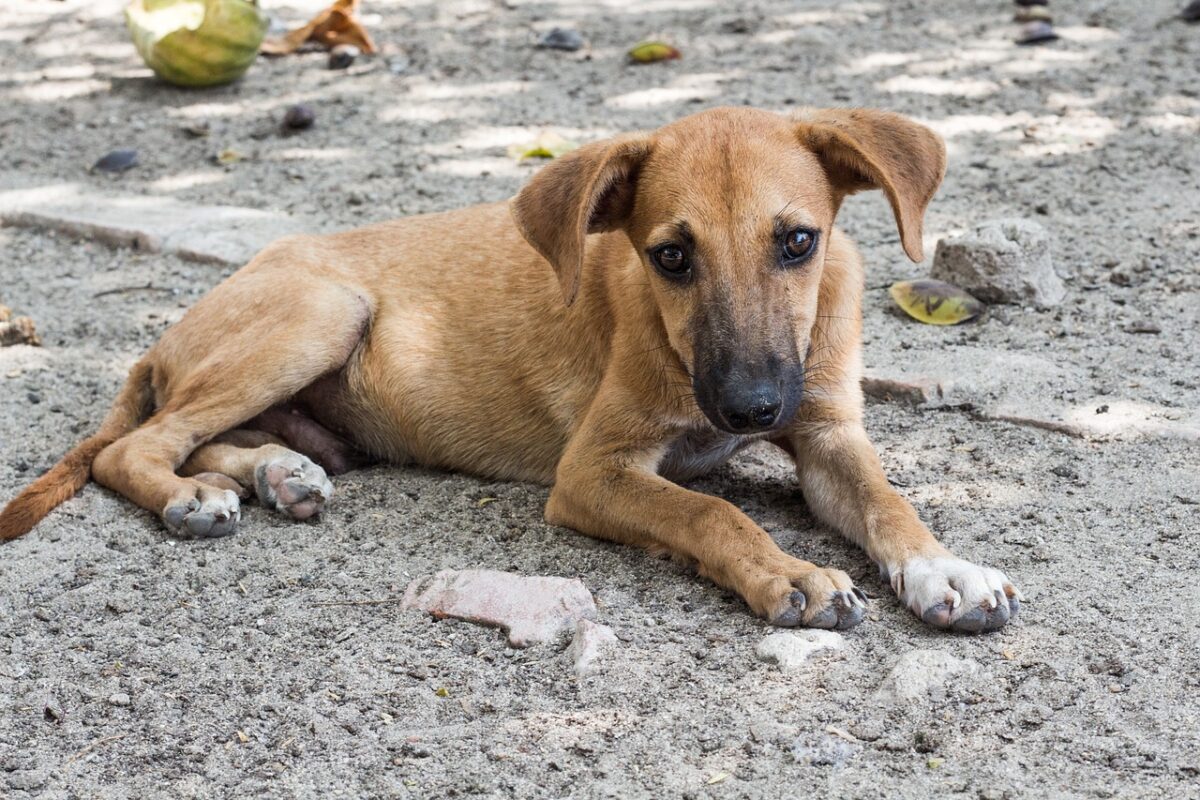 evcilcafe-köpekler-uyutulacak-mi (2)