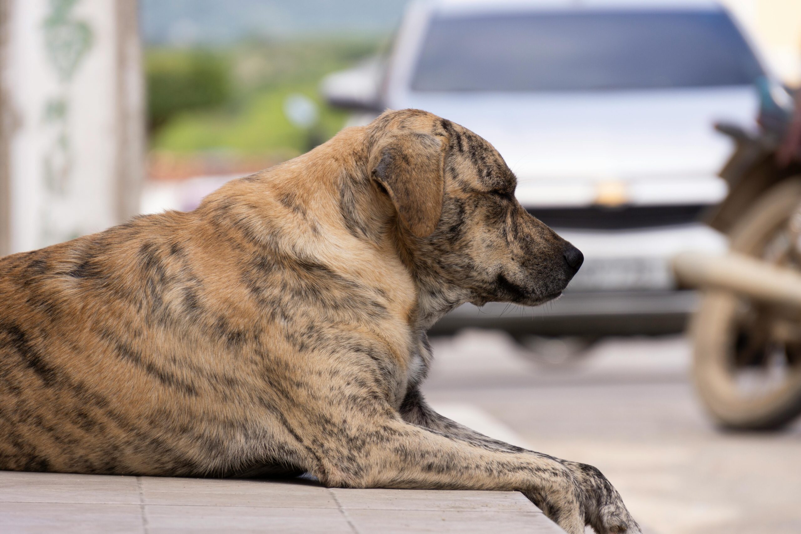 evcilcafe-sokak-hayvanlari-yasasi-maddeleri (2)