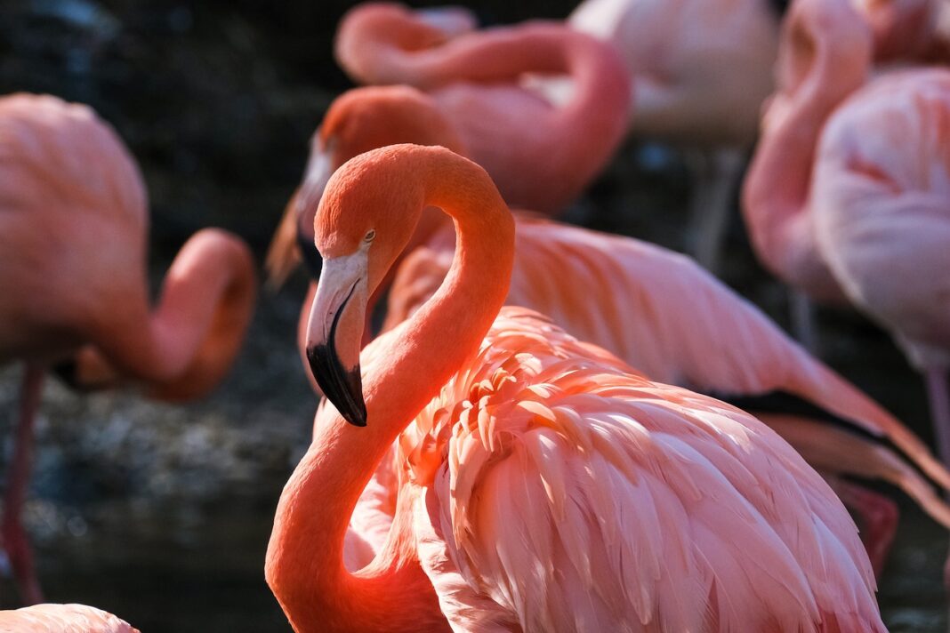 flamingo