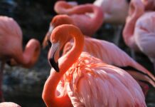 Göl Kuşları İsimleri ve Özellikleri Nelerdir? 3 Göl Kuşu! flamingo