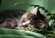 Dişi Kedilere İsmi Nasıl Öğretilir? tekir kedisi